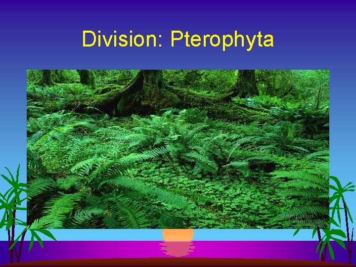 Division: Pterophyta 