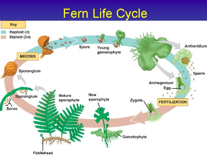 Fern Life Cycle 
