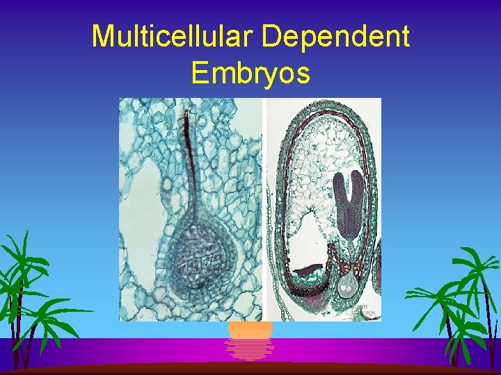 Multicellular Dependent Embryos 