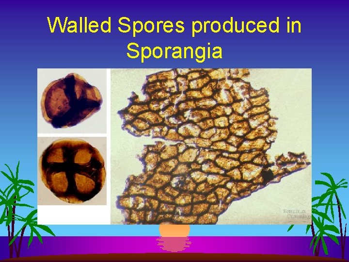 Walled Spores produced in Sporangia 
