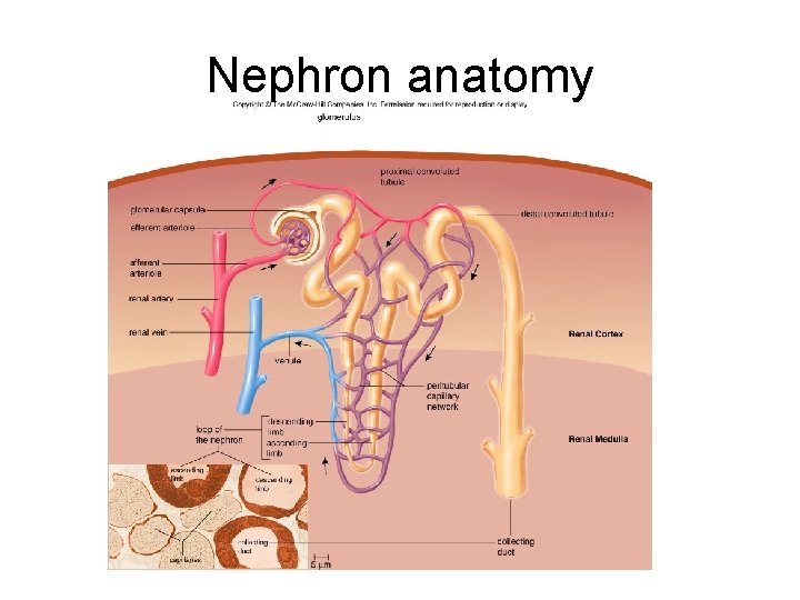 Nephron anatomy 