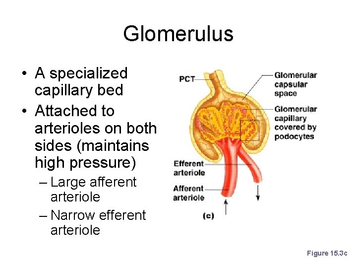 Glomerulus • A specialized capillary bed • Attached to arterioles on both sides (maintains