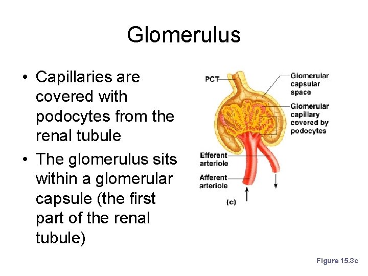 Glomerulus • Capillaries are covered with podocytes from the renal tubule • The glomerulus