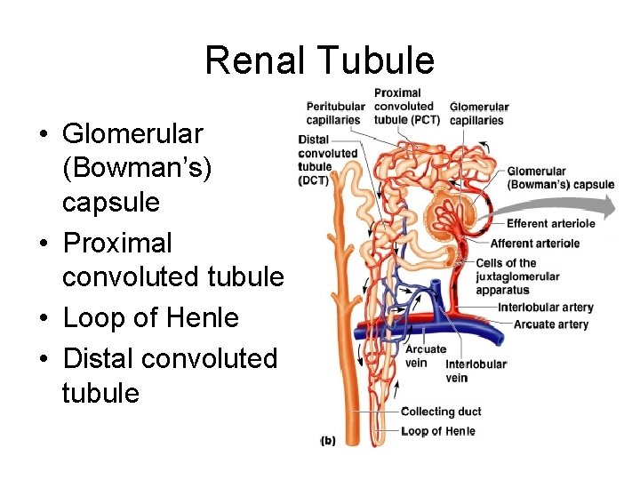 Renal Tubule • Glomerular (Bowman’s) capsule • Proximal convoluted tubule • Loop of Henle