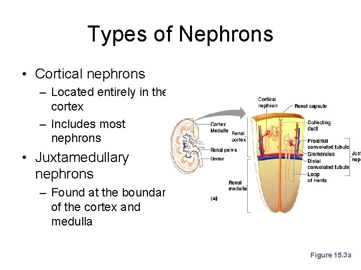 Types of Nephrons • Cortical nephrons – Located entirely in the cortex – Includes