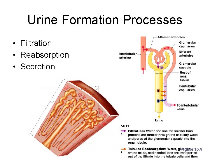 Urine Formation Processes • Filtration • Reabsorption • Secretion Figure 15. 4 