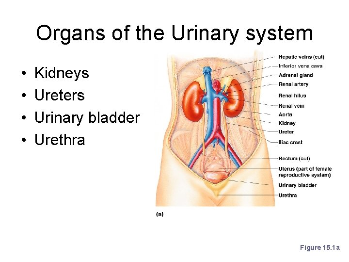 Organs of the Urinary system • • Kidneys Ureters Urinary bladder Urethra Figure 15.