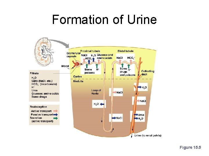Formation of Urine Figure 15. 5 