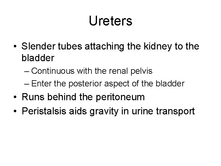 Ureters • Slender tubes attaching the kidney to the bladder – Continuous with the