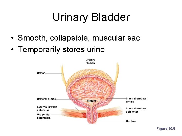 Urinary Bladder • Smooth, collapsible, muscular sac • Temporarily stores urine Figure 15. 6