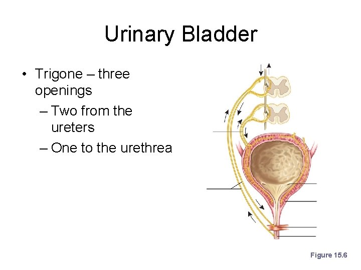 Urinary Bladder • Trigone – three openings – Two from the ureters – One