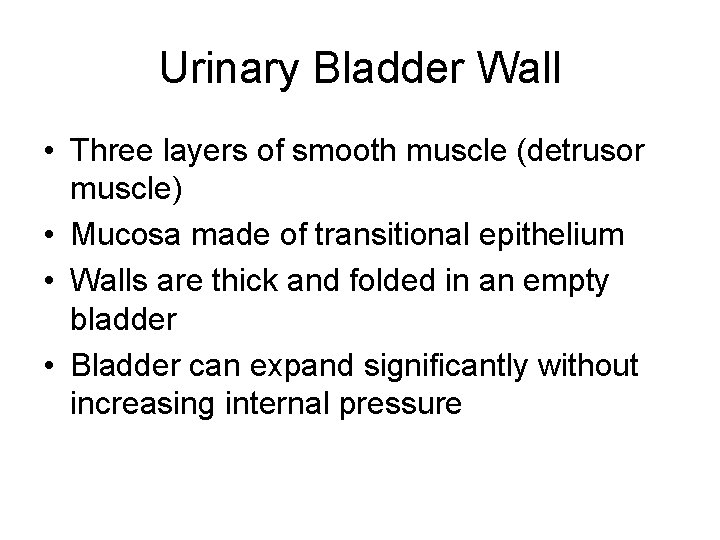Urinary Bladder Wall • Three layers of smooth muscle (detrusor muscle) • Mucosa made
