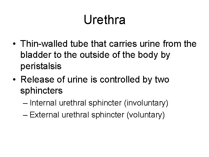 Urethra • Thin-walled tube that carries urine from the bladder to the outside of