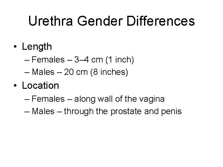 Urethra Gender Differences • Length – Females – 3– 4 cm (1 inch) –