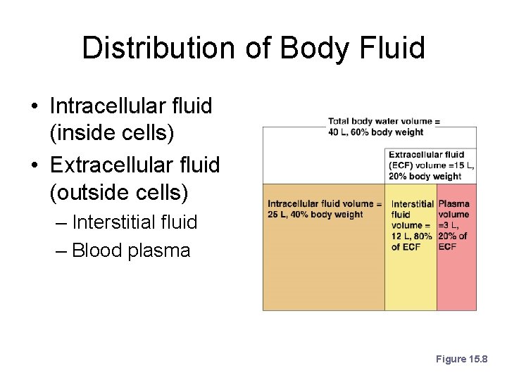 Distribution of Body Fluid • Intracellular fluid (inside cells) • Extracellular fluid (outside cells)