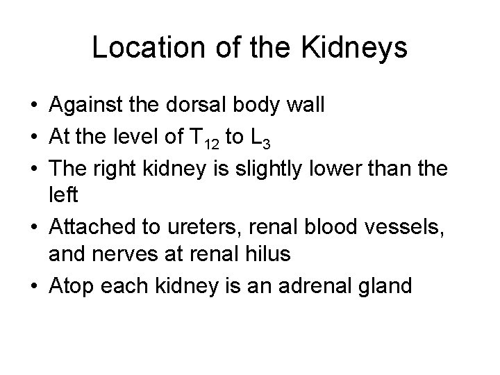 Location of the Kidneys • Against the dorsal body wall • At the level
