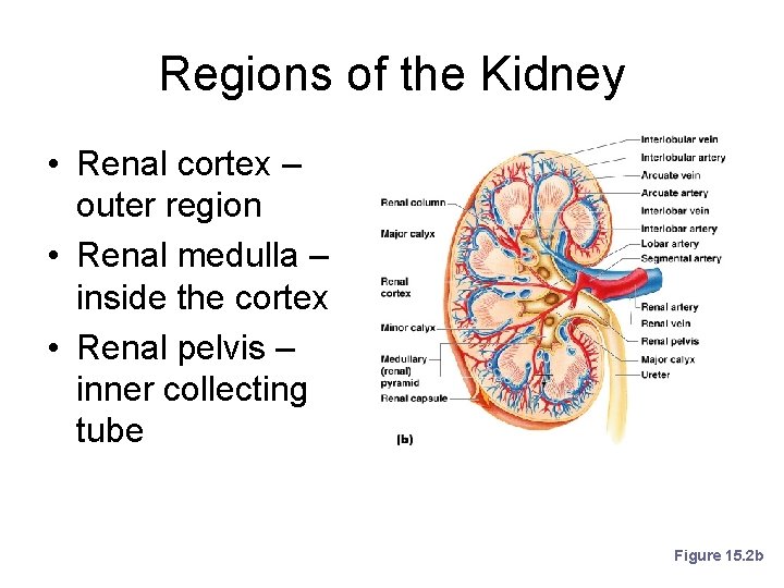 Regions of the Kidney • Renal cortex – outer region • Renal medulla –