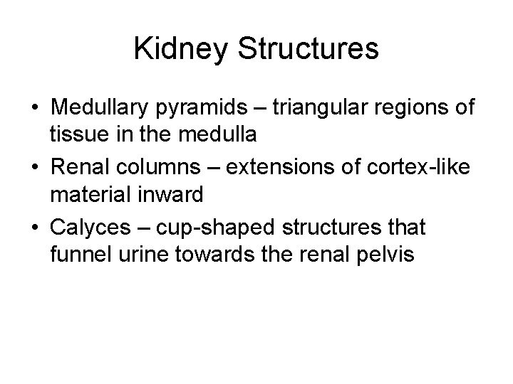 Kidney Structures • Medullary pyramids – triangular regions of tissue in the medulla •