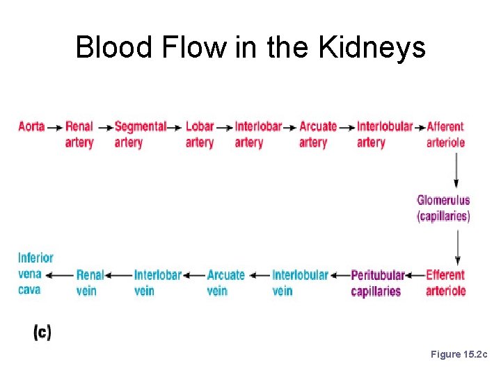 Blood Flow in the Kidneys Figure 15. 2 c 
