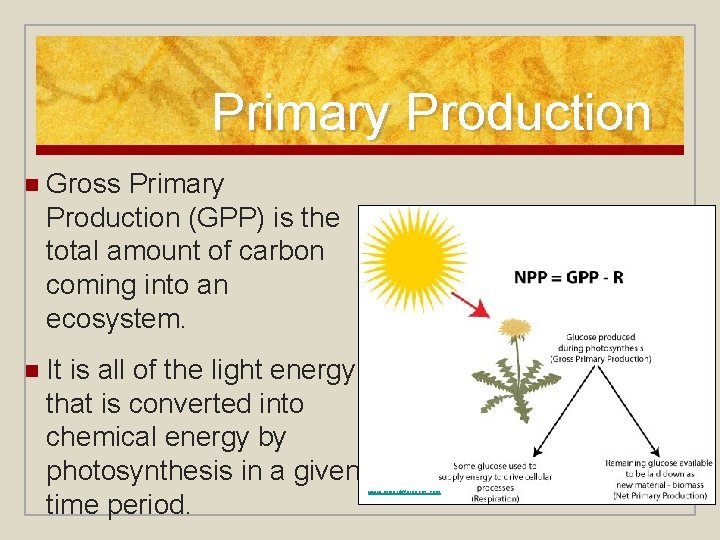 Primary Production n Gross Primary Production (GPP) is the total amount of carbon coming