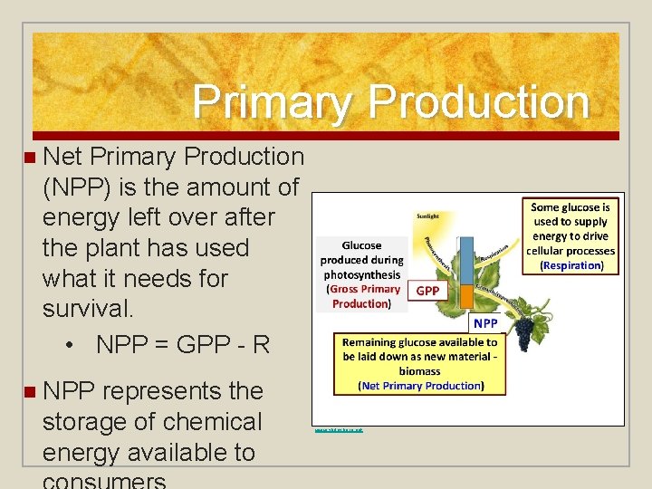 Primary Production n Net Primary Production (NPP) is the amount of energy left over
