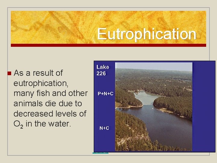 Eutrophication n As a result of eutrophication, many fish and other animals die due