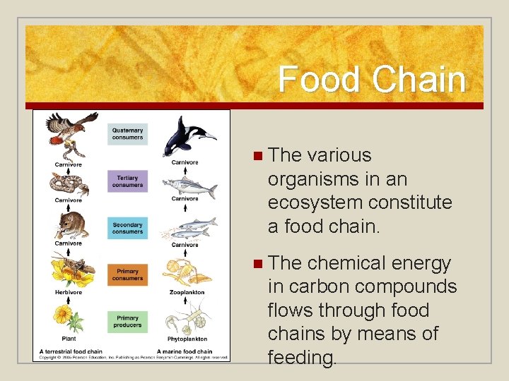 Food Chain n The various organisms in an ecosystem constitute a food chain. n