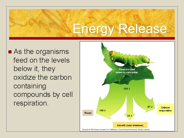 Energy Release n As the organisms feed on the levels below it, they oxidize