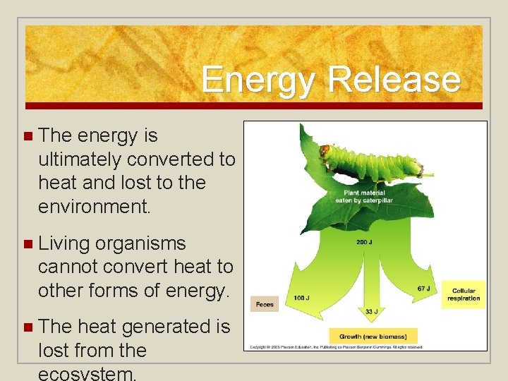 Energy Release n The energy is ultimately converted to heat and lost to the
