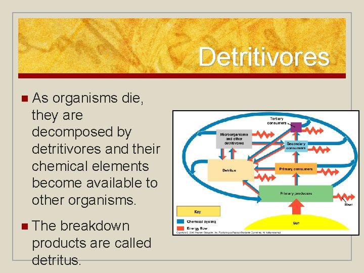 Detritivores n As organisms die, they are decomposed by detritivores and their chemical elements