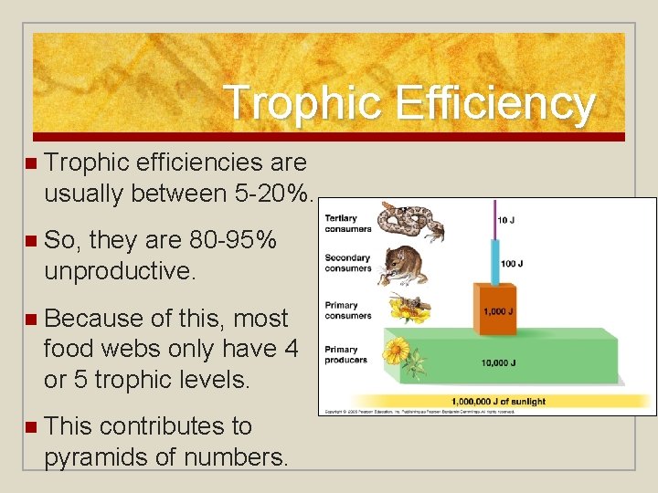 Trophic Efficiency n Trophic efficiencies are usually between 5 -20%. n So, they are