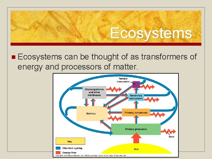 Ecosystems n Ecosystems can be thought of as transformers of energy and processors of
