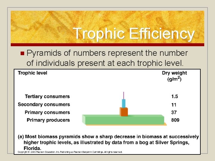 Trophic Efficiency n Pyramids of numbers represent the number of individuals present at each