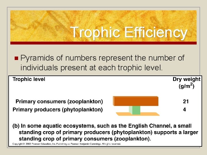 Trophic Efficiency n Pyramids of numbers represent the number of individuals present at each