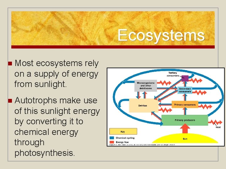 Ecosystems n Most ecosystems rely on a supply of energy from sunlight. n Autotrophs