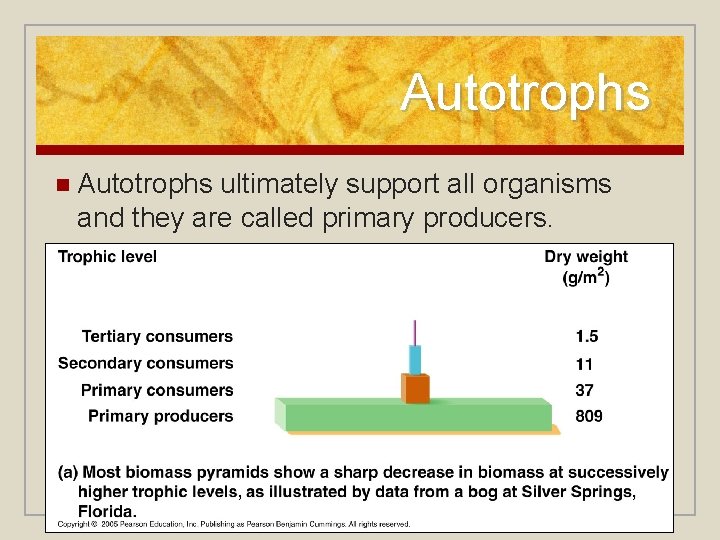 Autotrophs n Autotrophs ultimately support all organisms and they are called primary producers. 
