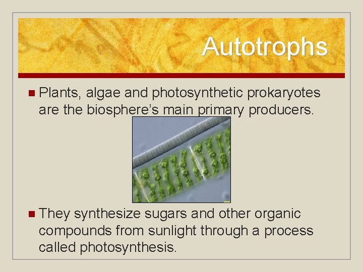 Autotrophs n Plants, algae and photosynthetic prokaryotes are the biosphere’s main primary producers. n