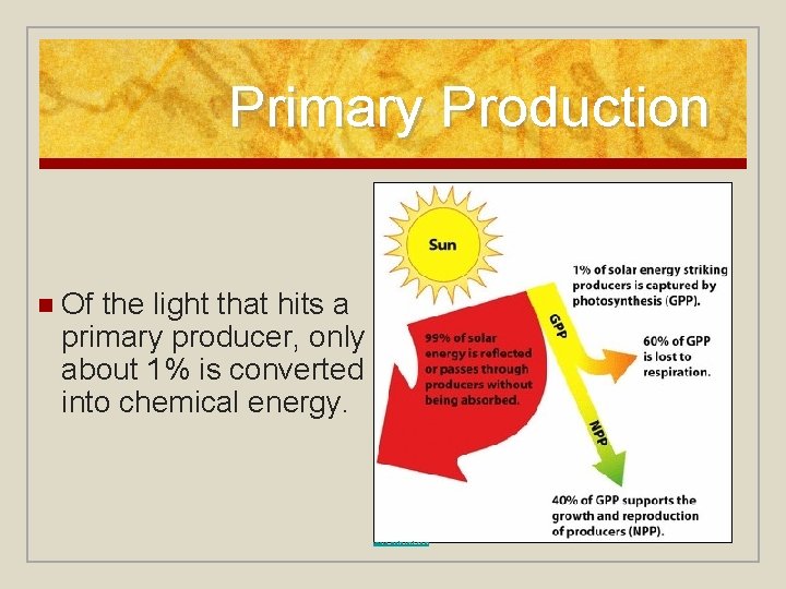 Primary Production n Of the light that hits a primary producer, only about 1%