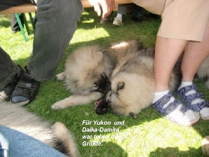 Für Yukon und Daika-Damira war toben das Größte. 