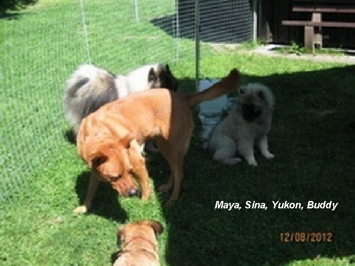 Maya, Sina, Yukon, Buddy 