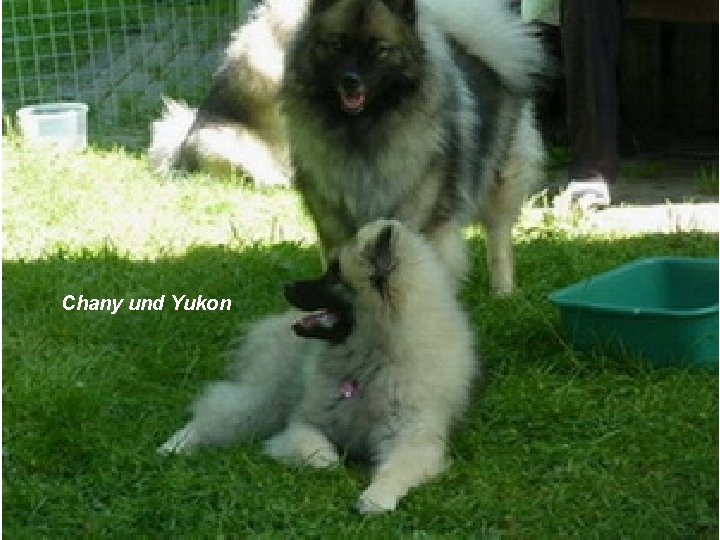 Chany und Yukon 