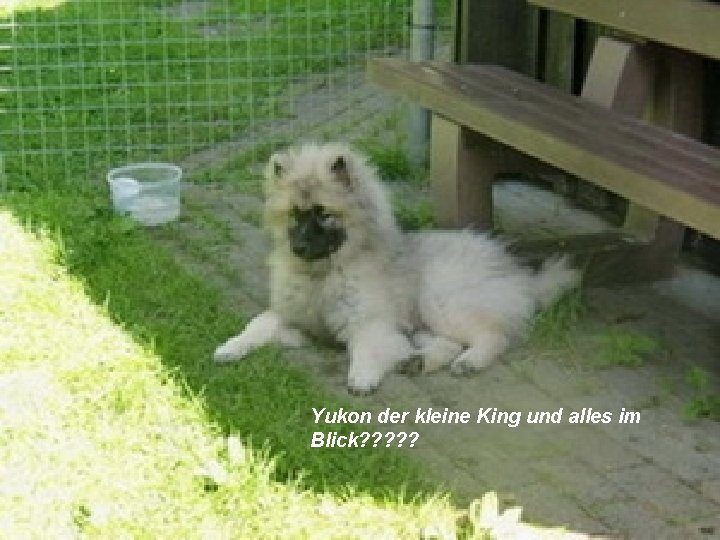 Yukon der kleine King und alles im Blick? ? ? 