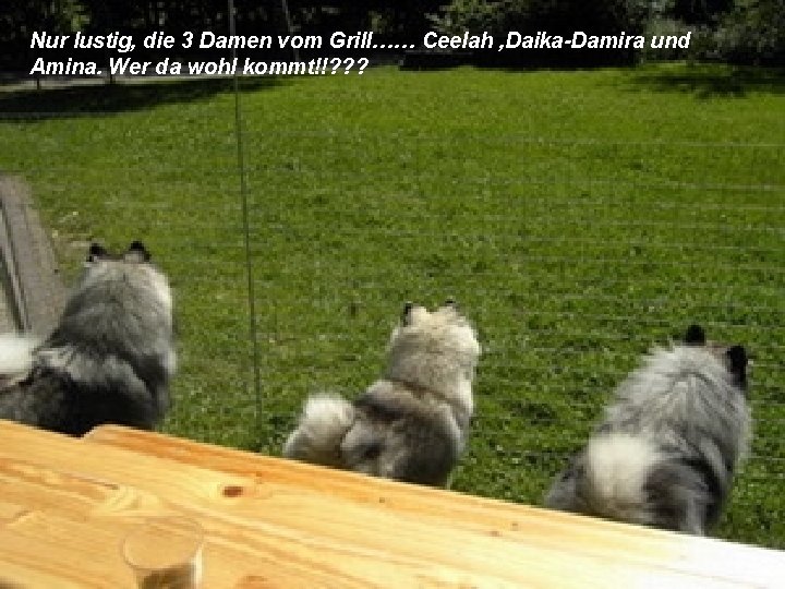 Nur lustig, die 3 Damen vom Grill…… Ceelah , Daika-Damira und Amina. Wer da