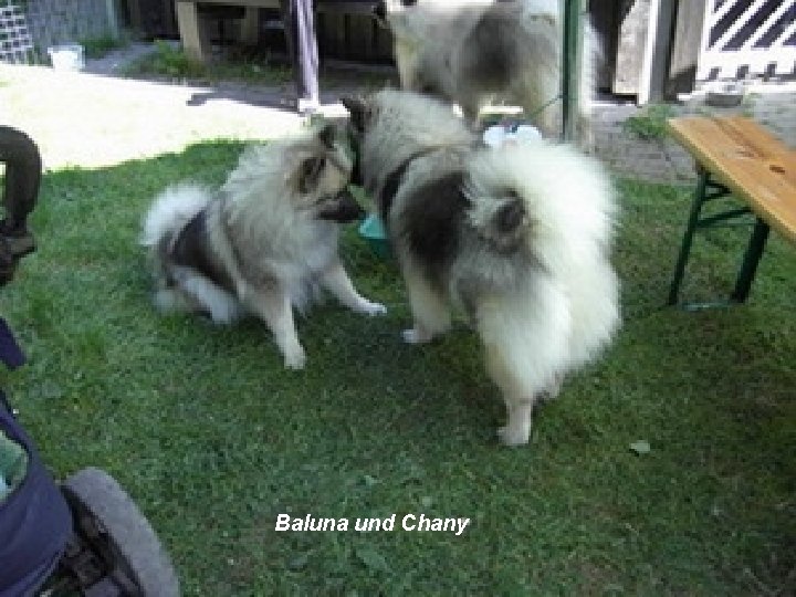 Baluna und Chany 