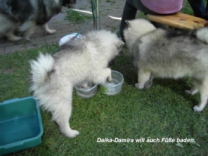 Daika-Damira will auch Füße baden. 