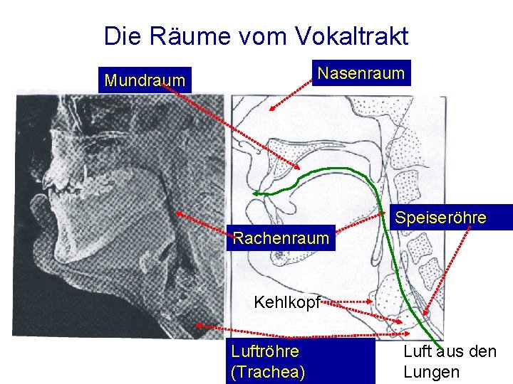 Die Räume vom Vokaltrakt Nasenraum Mundraum Speiseröhre Rachenraum Kehlkopf Luftröhre (Trachea) Luft aus den