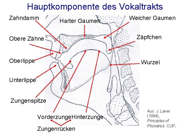 Hauptkomponente des Vokaltrakts Zahndamm Harter Gaumen Obere Zähne Oberlippe Weicher Gaumen Zäpfchen Wurzel Unterlippe