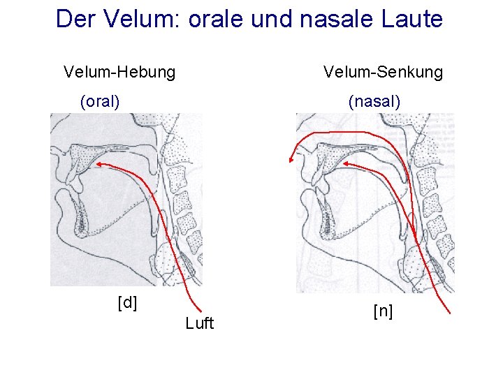 Der Velum: orale und nasale Laute Velum-Hebung Velum-Senkung (oral) (nasal) [d] Luft [n] 