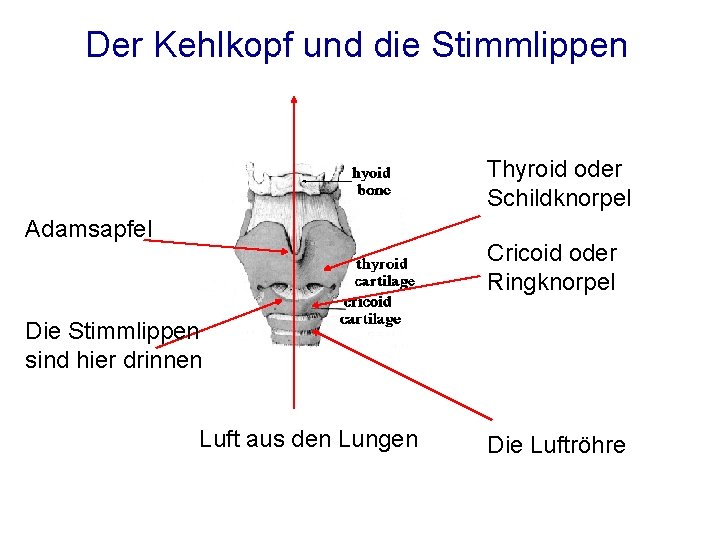 Der Kehlkopf und die Stimmlippen Thyroid oder Schildknorpel Adamsapfel Cricoid oder Ringknorpel Die Stimmlippen