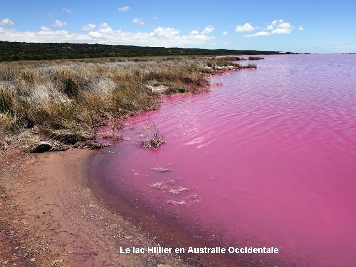 Le lac Hillier en Australie Occidentale 